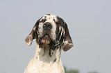 DOGUE ALLEMAND 562